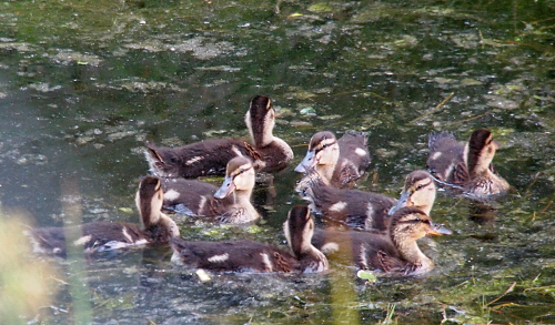 [Eight ducklings swim on the water. The outermost ones on the top and bottom are looking to their left. Three of the inner ones are looking to the right while the one remaining duckling looks the forward direction it is swimming.]